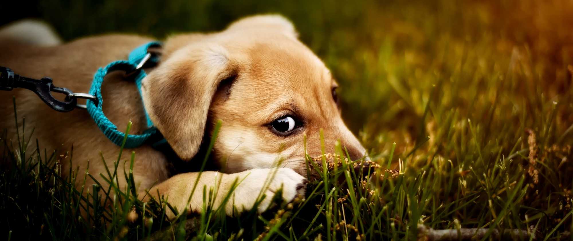Hund mit Hundeaugen im Grass