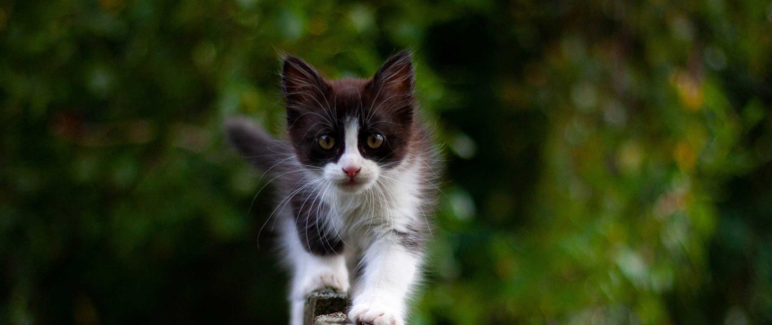 Schwarzweißes Kätzchen läuft über Zaun