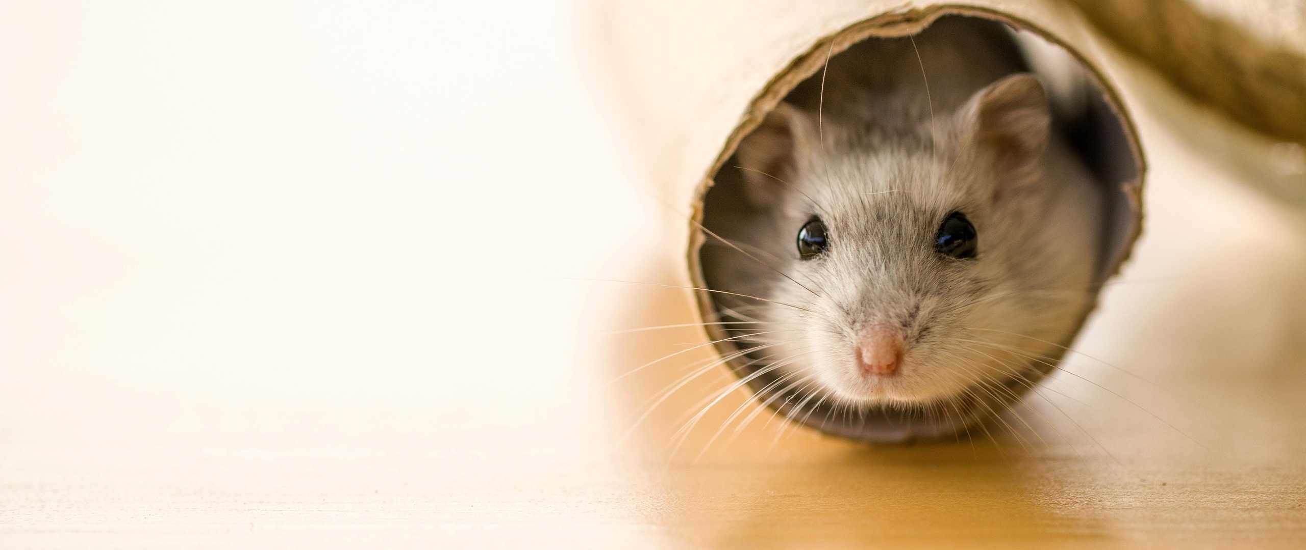 Maus in einer Röhre aus Pappe